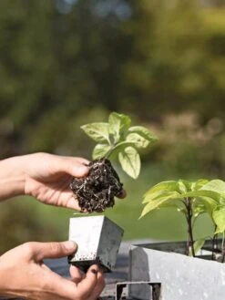 Galvanized Seed Starting Tray -Garden Care Store 8595893 4378 tif