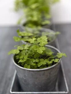 Galvanized Herb Planters With Rectangular Tray -Garden Care Store 8595903 advice 1777 tif