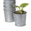 Galvanized Planting Cups, Set Of 5 2 Galvanized Planting Cups, Set Of 5 -Garden Care Store 8596104 9899 tif