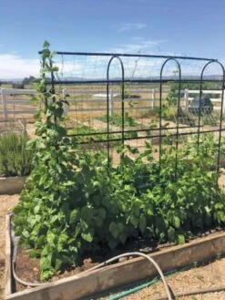 Titan Pea Tunnel -Garden Care Store 8596275 01CUST tif