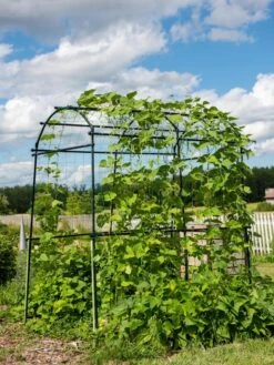 Titan Squash Tunnel 15 Titan Squash Tunnel -Garden Care Store 8596276 0133 tif