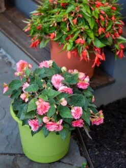 Eezy Gro Self-Watering Planters -Garden Care Store 8596427 0034 tif