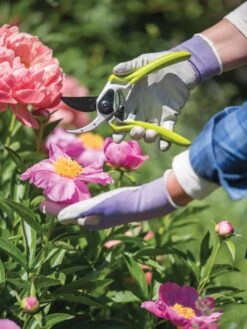 Gardener's Pro Pruner #2 -Garden Care Store 8596605 1261 tif