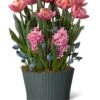 Mother's Day Bloom Bulb Garden -Garden Care Store 8597243 MothersDay 2023