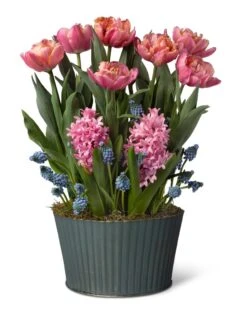 Mother's Day Bloom Bulb Garden