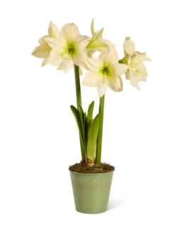 Star Potted Amaryllis 16 Star Potted Amaryllis -Garden Care Store 8597478 2022 lemonstar silo lemon star potted amaryllis