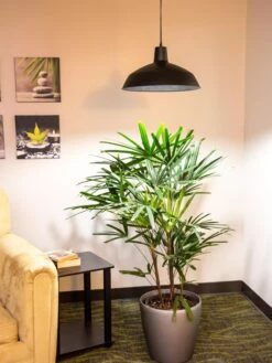 Barnyard Pendant LED Grow Light -Garden Care Store 8598025 0256