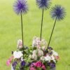 Everbloomin' Alliums, Set Of 3 2 Everbloomin' Alliums, Set Of 3 -Garden Care Store 8598435 9007 tif