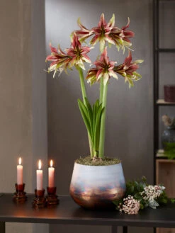 Cybister Potted Amaryllis 12 Cybister Potted Amaryllis -Garden Care Store 8598561 mystica 2021 14