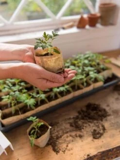 Paper Pots, 50 Cell -Garden Care Store 8599830 0507 tif