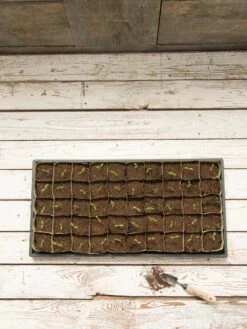 Paper Pots, 50 Cell -Garden Care Store 8599830 18489 tif