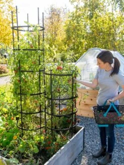 Titan Tomato Cages, Set Of 3 11 Titan Tomato Cages, Set Of 3 -Garden Care Store 8599861 0114 tif