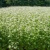 Common Buckwheat Organic Seeds -Garden Care Store 8599871 02v common buckwheat organic seeds