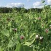 Field Peas, Oats And Vetch Mix Organic Seeds -Garden Care Store 8599874 01V tif