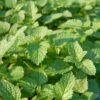 Lemon Balm Organic Seeds -Garden Care Store 8599880 01V tif