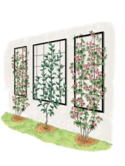 Exeter Wall Trellis 13 Exeter Wall Trellis -Garden Care Store 8600049 50 0001 art tif