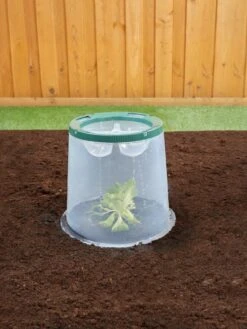 Sunny Forcing Cloches, Set Of 3 13 Sunny Forcing Cloches, Set Of 3 -Garden Care Store 8600075 02V tif
