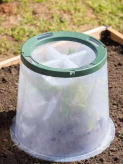 Sunny Forcing Cloches, Set Of 3 12 Sunny Forcing Cloches, Set Of 3 -Garden Care Store 8600075 0734 tif