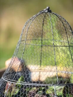 Chicken Wire Cloche With Extension -Garden Care Store 8600116 0607 tif