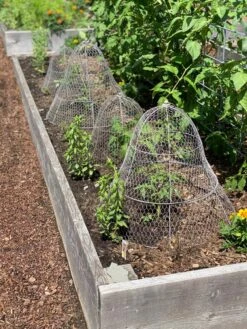 Chicken Wire Cloche With Extension -Garden Care Store 8600116 4930 tif
