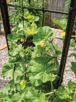 Gardener’s Victory Self-Watering Planter With Vine Trellis 22 Gardener’s Victory Self-Watering Planter With Vine Trellis -Garden Care Store 8600176 6853