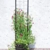 Gardener’s Victory Self-Watering Planter With Vine Trellis -Garden Care Store 8600177 05490 tif