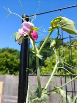 Gardener’s Victory Self-Watering Planter Garden With Vine Trellis -Garden Care Store 8600177 6588 tif 1