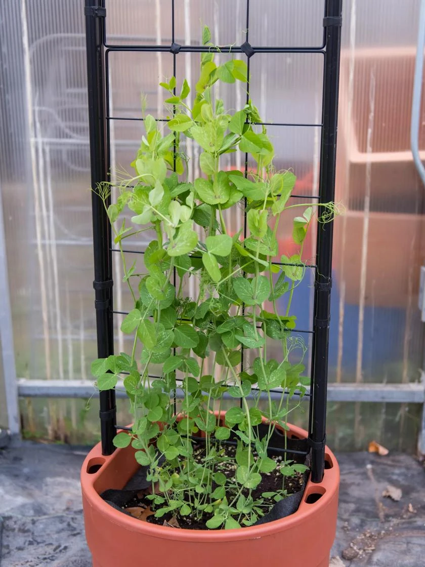 Gardener’s Victory Self-Watering Planter With Vine Trellis 8 Gardener’s Victory Self-Watering Planter With Vine Trellis - Image 6