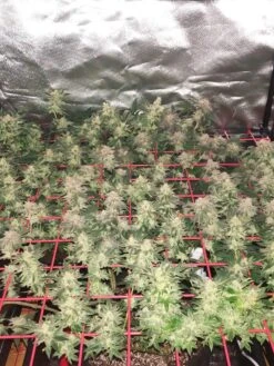 Hemp Grow Kit -Garden Care Store 8600301 01TEST tif