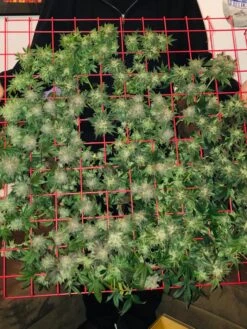 Hemp Grow Kit -Garden Care Store 8600301 02TEST tif 1