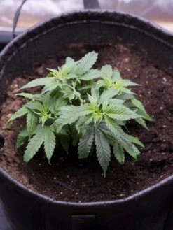 Hemp Success Kit -Garden Care Store 8600301 0584 tif