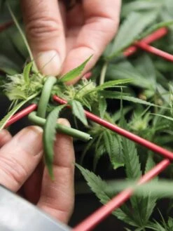 Hemp Success Kit -Garden Care Store 8600301 2002 tif