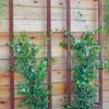 Ina Modern Wall Trellis Sr. -Garden Care Store 8600510 05V tif