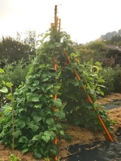 Annabel Tipi Trellis 12 Annabel Tipi Trellis -Garden Care Store 8600521 02V tif