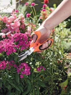 Gardener's Multi Purpose Scissors 8 Gardener's Multi Purpose Scissors -Garden Care Store 8608655 19551 tif