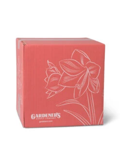 Amaryllis Planting Kit -Garden Care Store 8608878 755