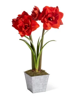 Amaryllis Planting Kit -Garden Care Store 8608878 diykit 2021 01