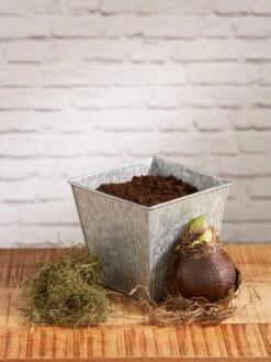 Amaryllis Planting Kit -Garden Care Store 8608878 diykit 2021 02