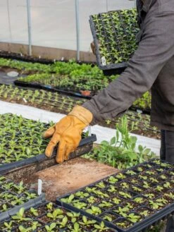 The Vermonter By Vermont Glove -Garden Care Store 8608918 08v