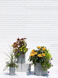 Metal Bucket Planters 11 Metal Bucket Planters -Garden Care Store 8609085 0852 tif
