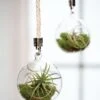 Mini Blown-Glass Hanging Terrarium, Set Of 2 1 Mini Blown-Glass Hanging Terrarium, Set Of 2 -Garden Care Store 8609218 0311 mini blown glass hanging terrarium set of 2