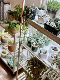 Oslo 2-Tier LED Grow Light Garden, 2 Fixtures -Garden Care Store 8609221 02IN tif