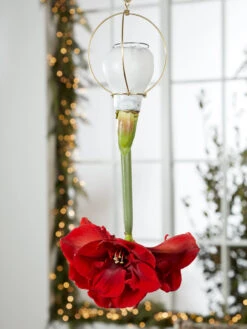 Waxed Amaryllis Brass Hangers, Set Of 3 7 Waxed Amaryllis Brass Hangers, Set Of 3 -Garden Care Store 8609252 2020 6014