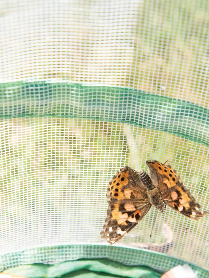 Butterfly Garden® Kit With Voucher 6 Butterfly Garden® Kit With Voucher - Image 4