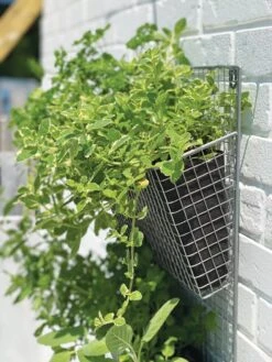 Wire Wall Pockets Vertical Gardens 10 Wire Wall Pockets Vertical Gardens -Garden Care Store 8609429 9500 tif