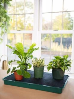 Self-Watering Tray -Garden Care Store 8609872 9021 tif