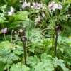 Arden Single Stem Supports, Set Of 2 -Garden Care Store 8609887 8022 tif
