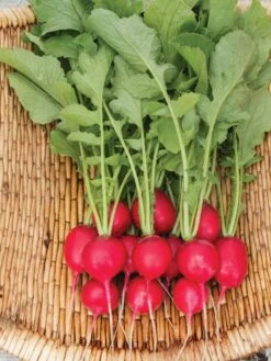 Family Garden Organic Seed Collection, Set Of 7 -Garden Care Store 8610262 Cherry Belle Radish 06V tif