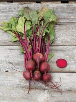 Family Garden Organic Seed Collection, Set Of 7 -Garden Care Store 8610262 Detroit Dark Red Beet 03V tif