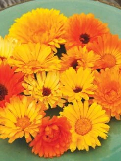 Family Garden Organic Seed Collection, Set Of 7 -Garden Care Store 8610262 Pacific Beauty Calendula 07V tif